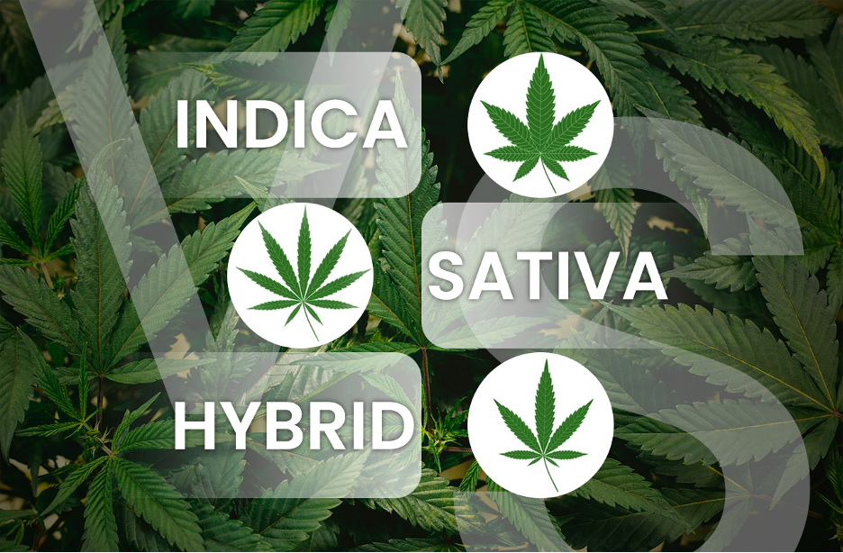 Sativa Vs Indica Vs Hybrid : Difference Between The 3 Types – Delta 8 ...