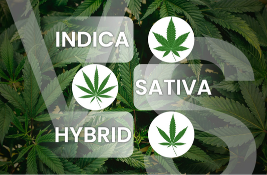 The Great Cannabis Showdown: Indica vs Sativa vs Hybrid
