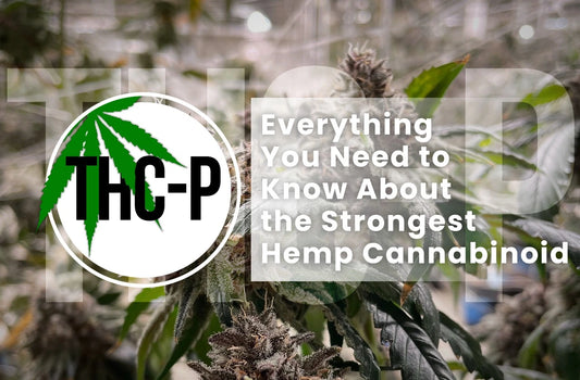 What is THC-P? Is it really 33 times stronger than THC?