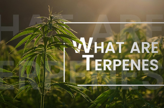What are Terpenes? How Do They Affect Our Bodies?